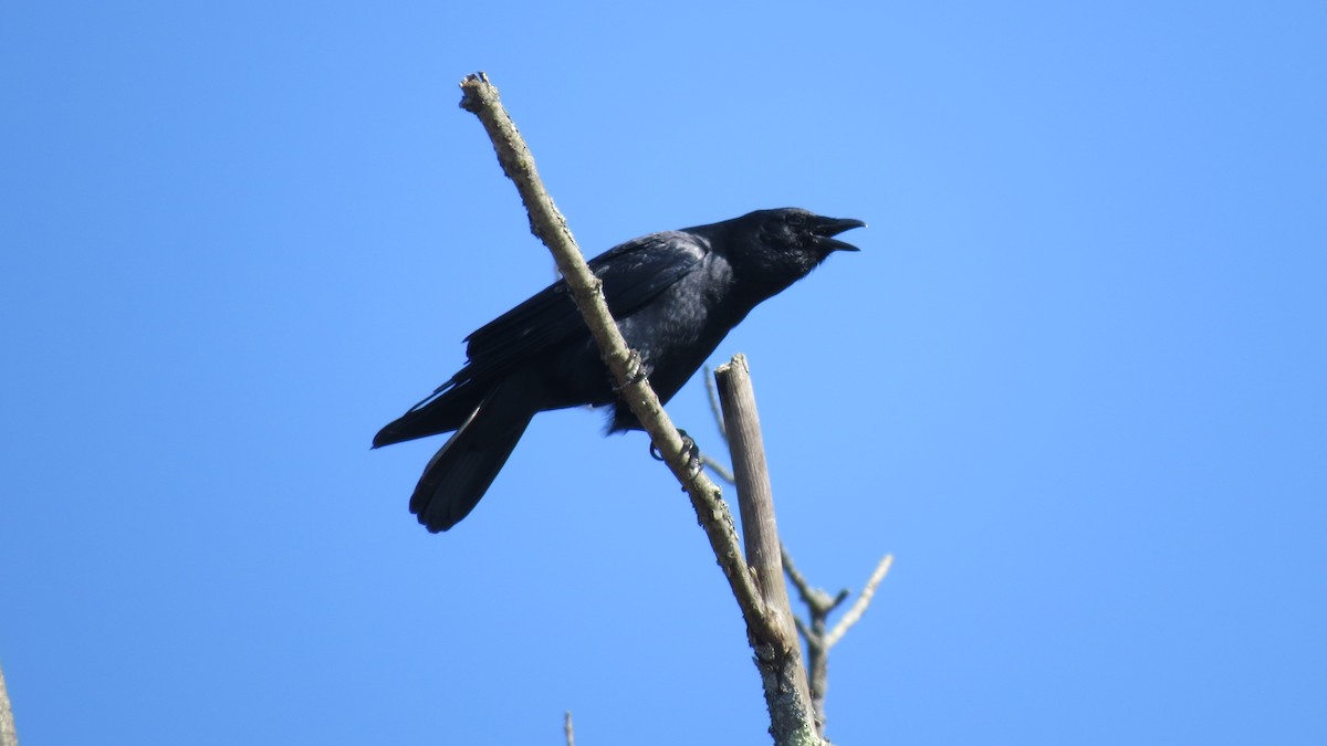 Fish Crow - ML616320657