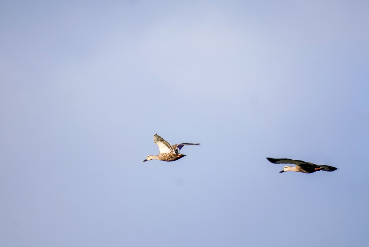 Eastern Spot-billed Duck - ML616320658