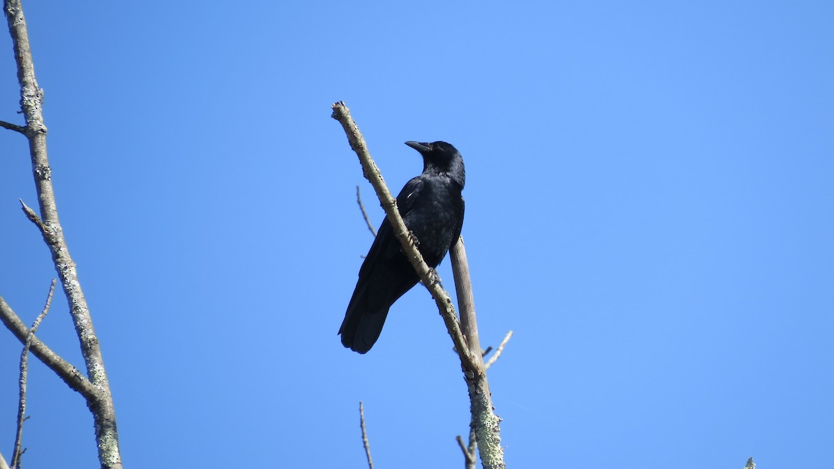 Fish Crow - Janet Weisner