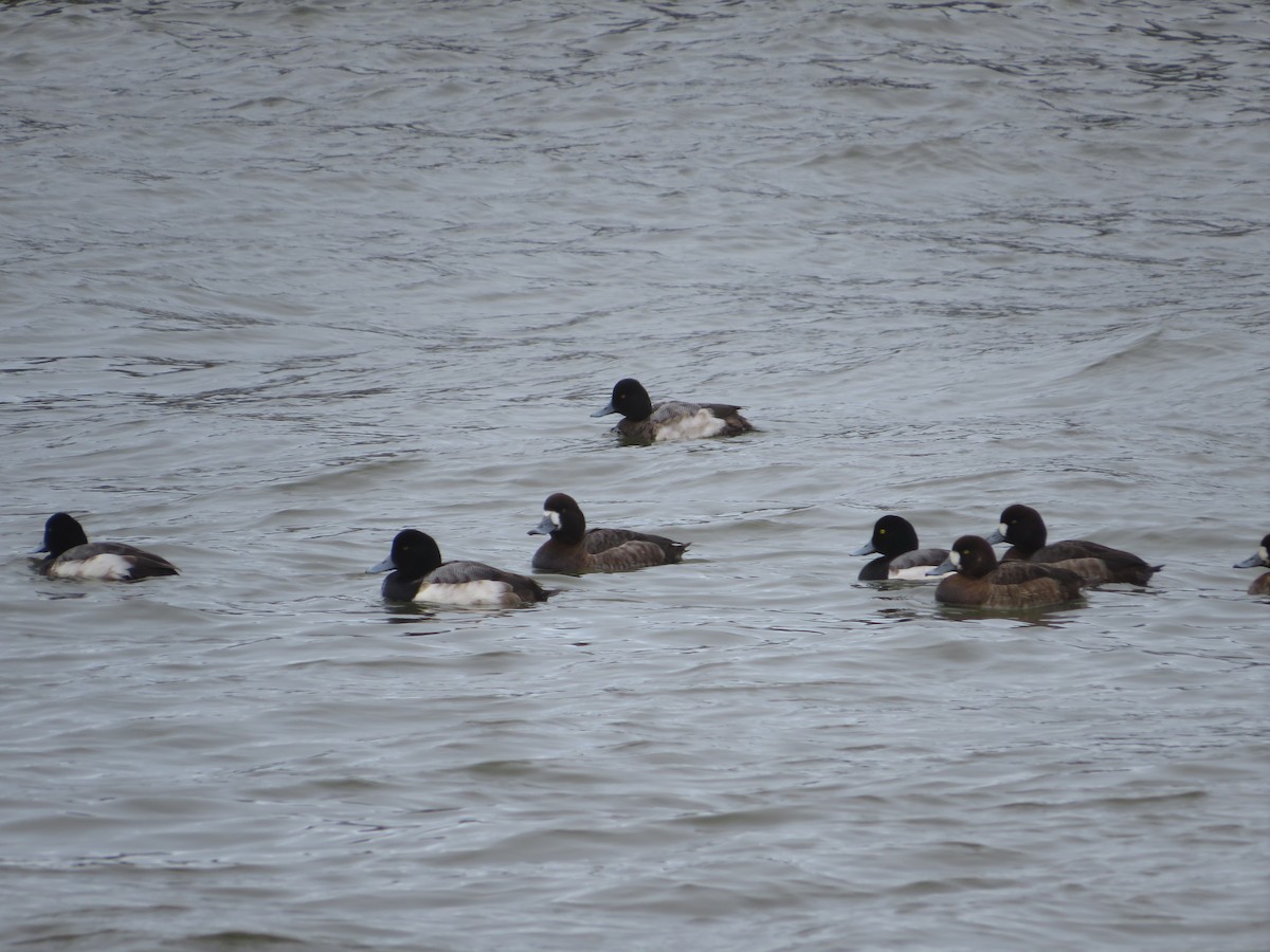 Lesser Scaup - alicia penney