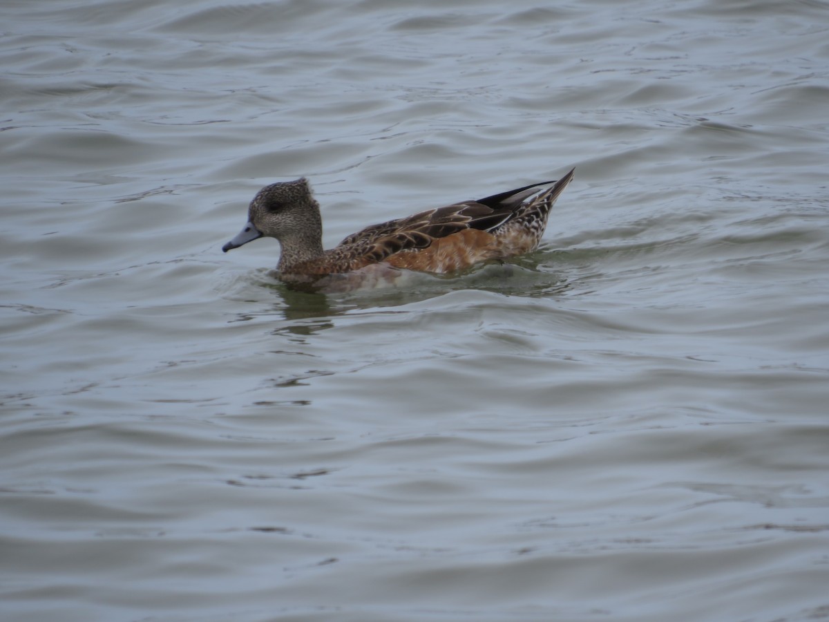 American Wigeon - alicia penney