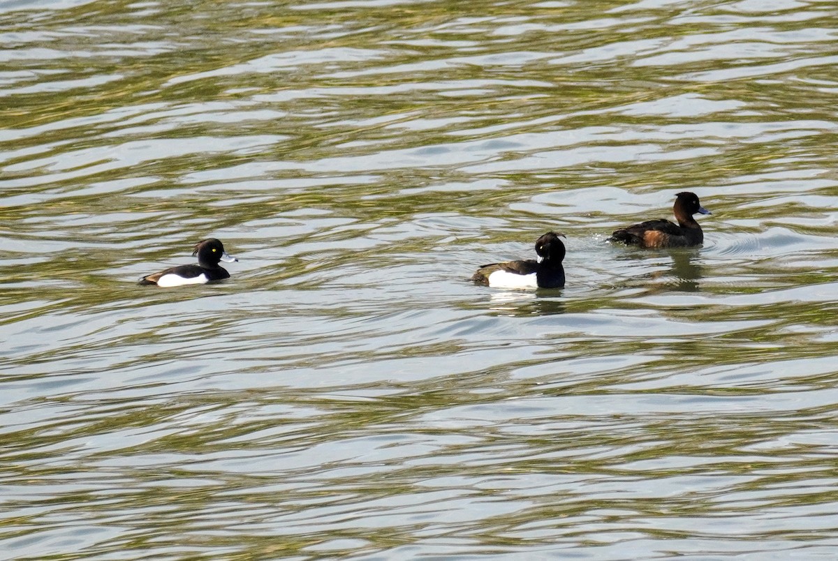 Tufted Duck - ML616320720