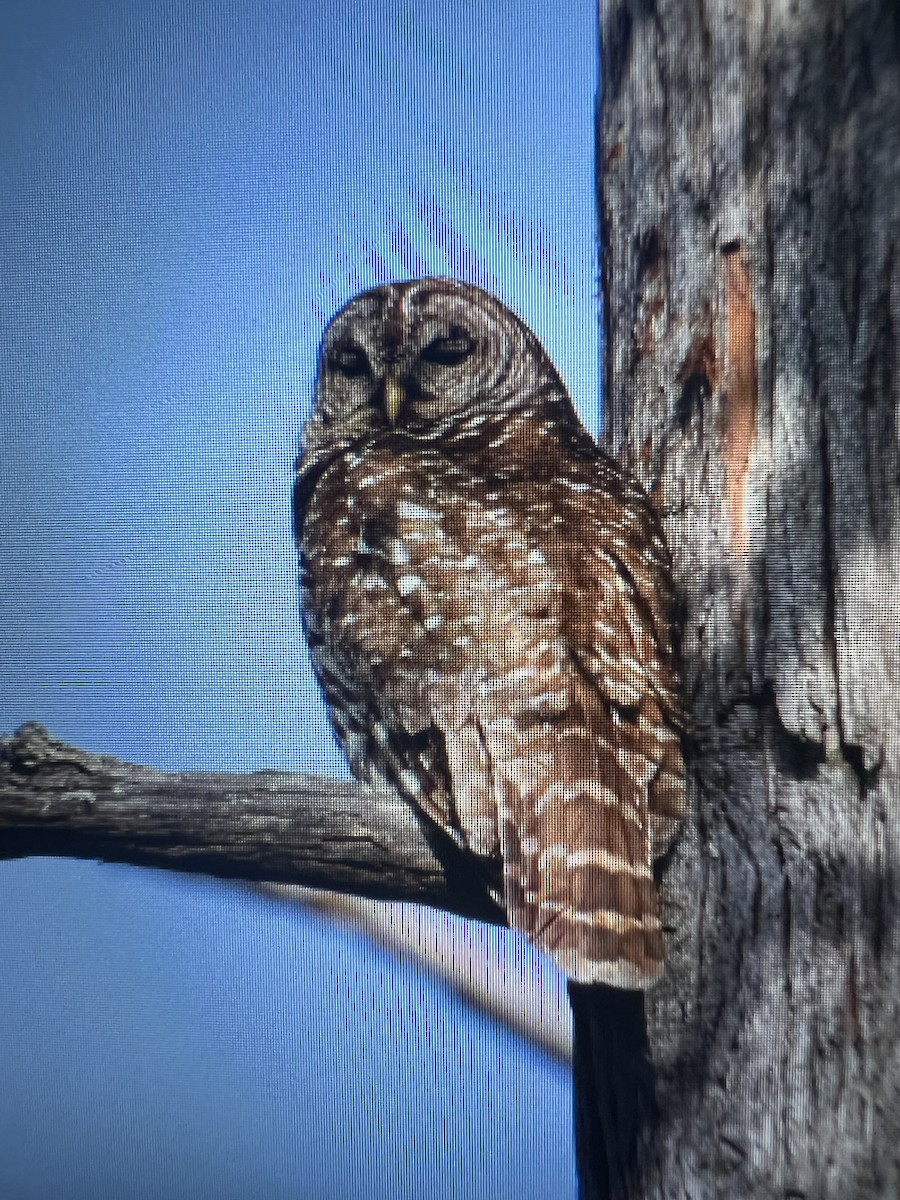 Barred Owl - ML616320772