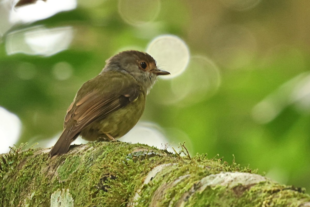 Pale-yellow Robin - ML616320783