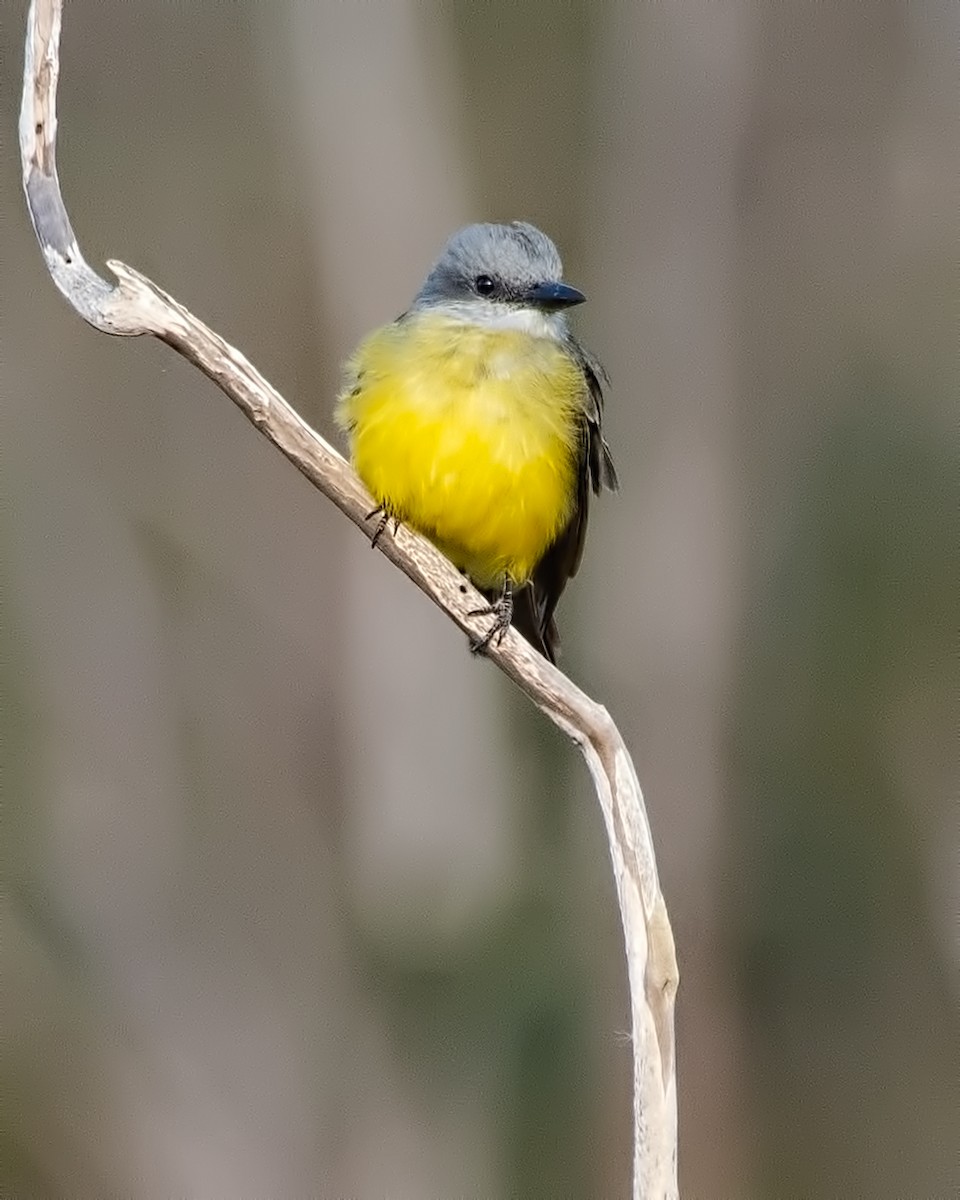 Tropical Kingbird - ML616320820