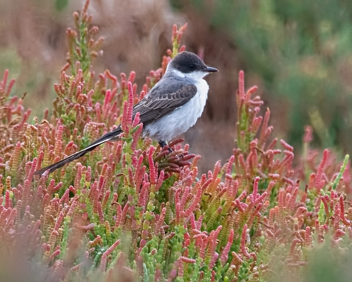 Fork-tailed Flycatcher - ML616320841