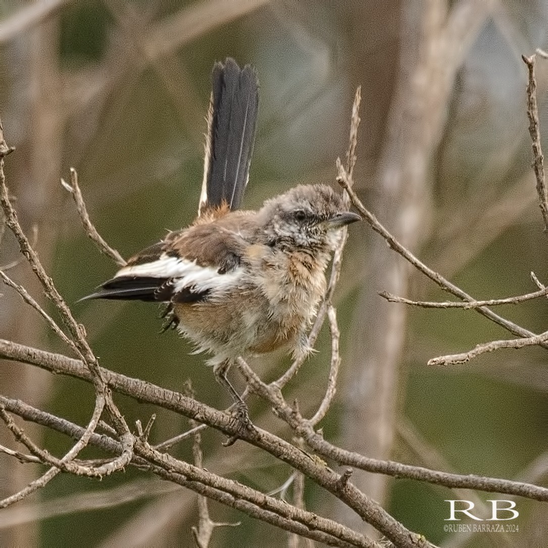 White-banded Mockingbird - ML616320855