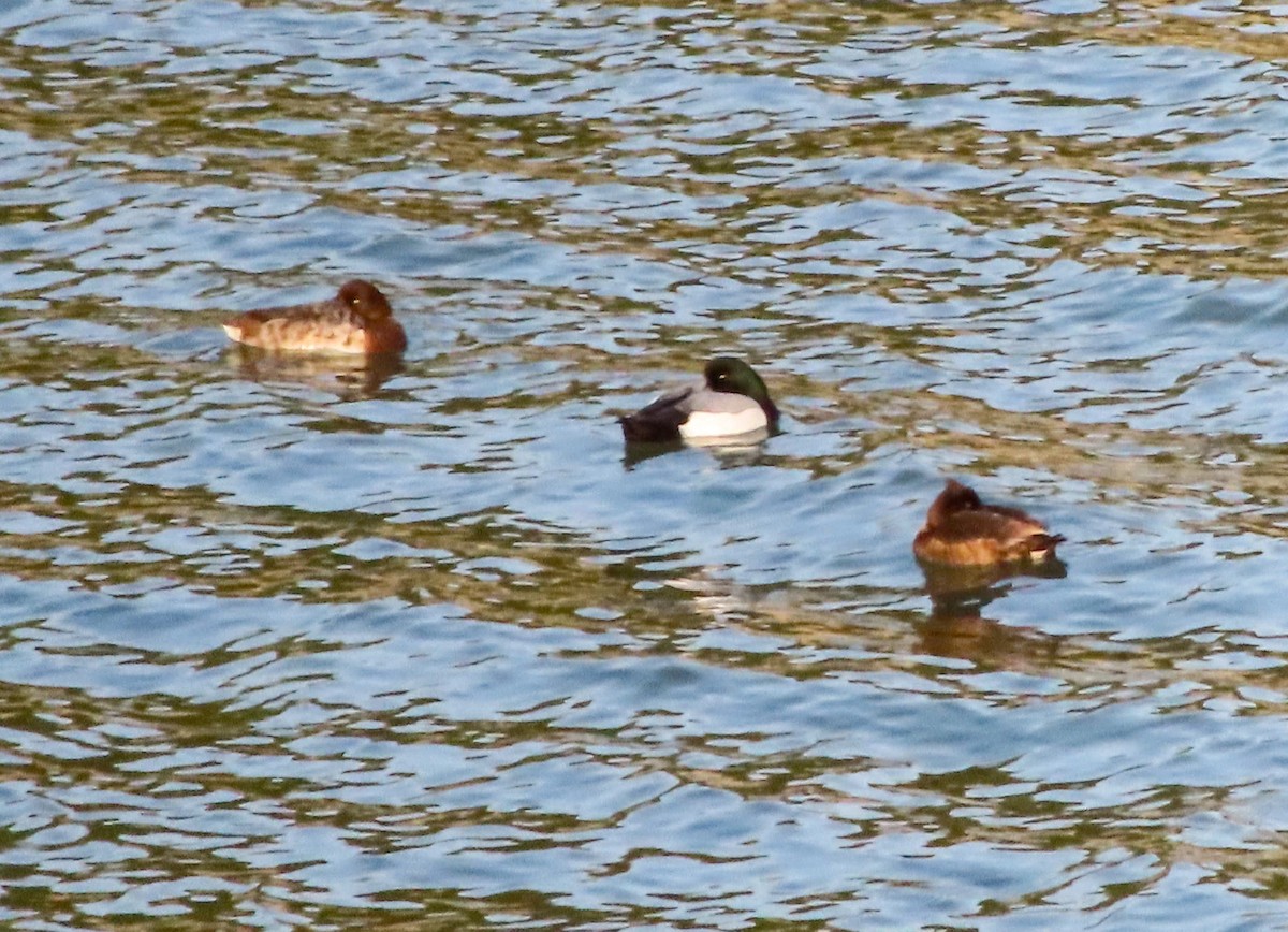 Greater Scaup - ML616320873