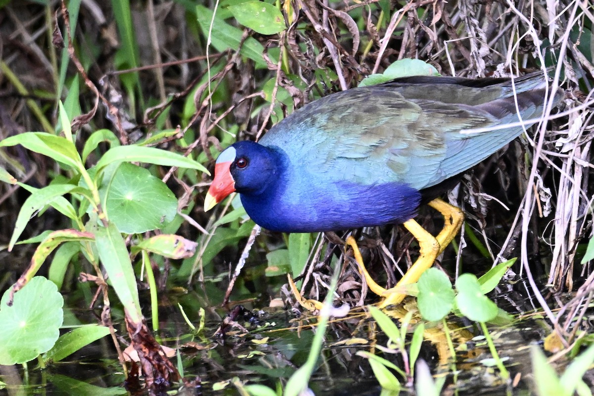 Purple Gallinule - ML616320896