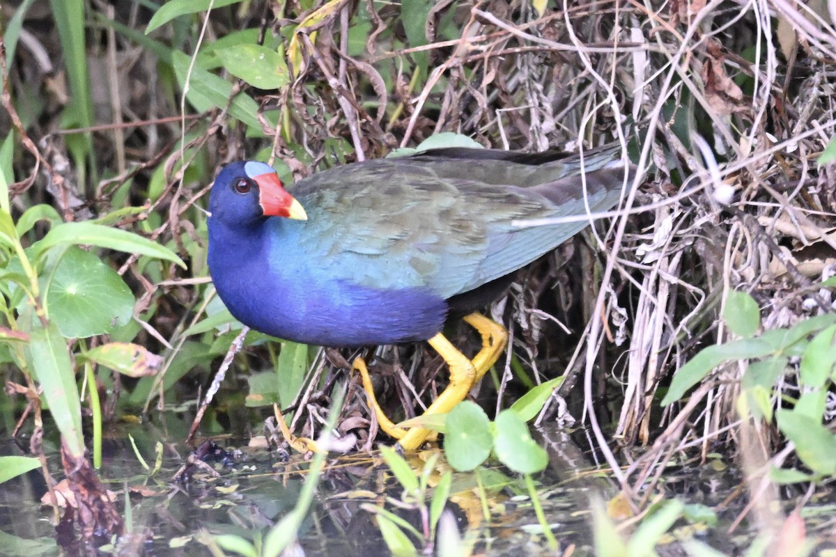 Purple Gallinule - Michele Carnerie