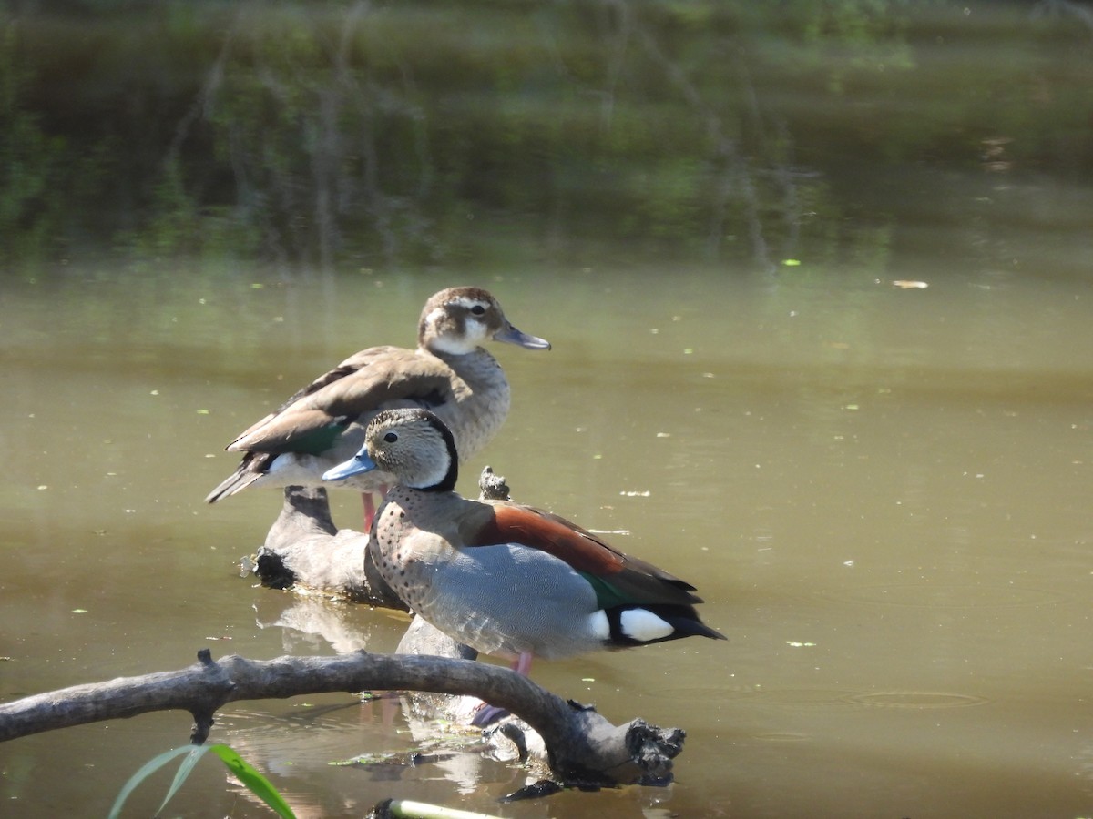 Ringed Teal - ML616320916