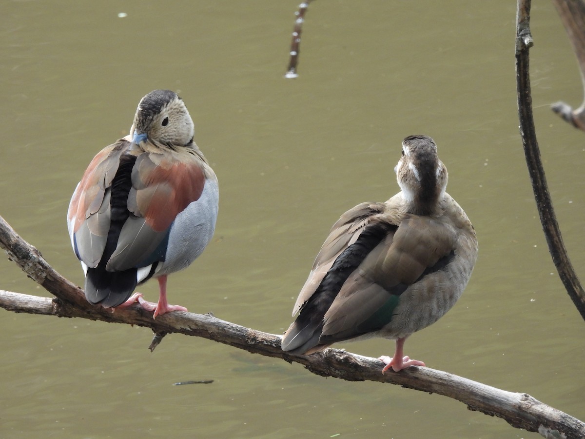 Ringed Teal - ML616320919