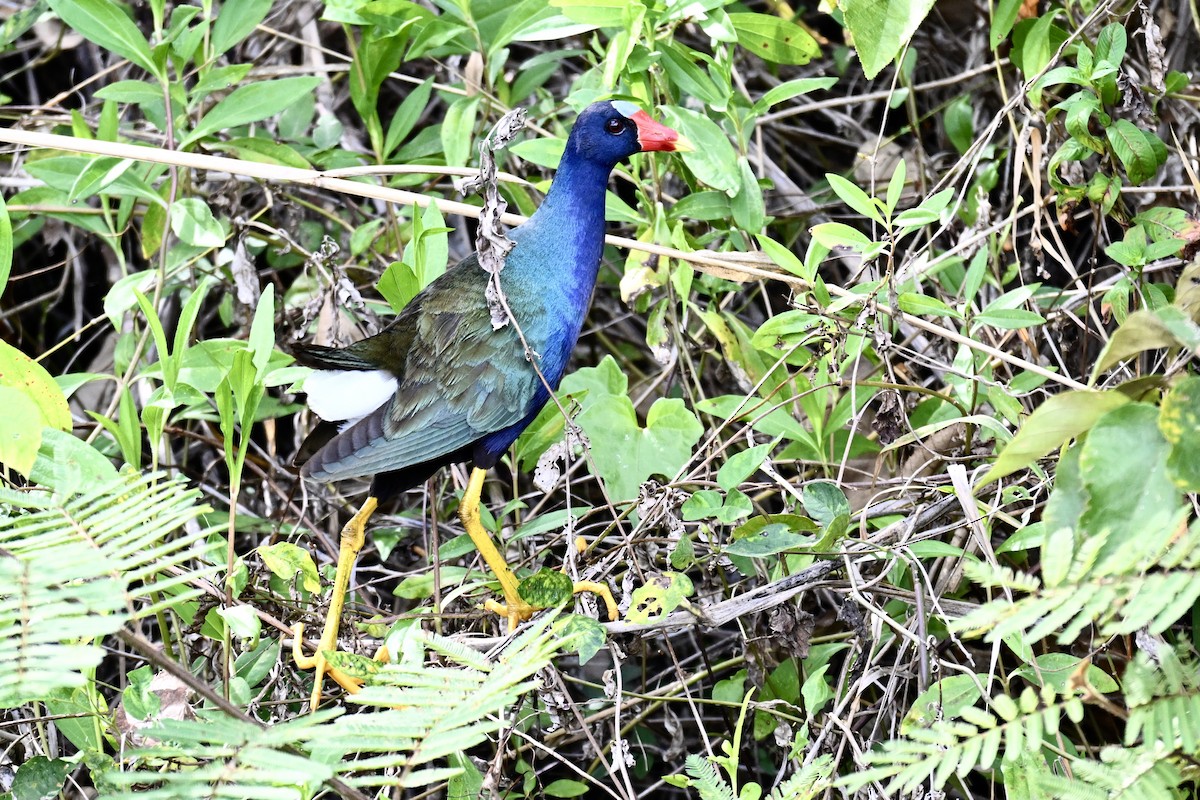 Purple Gallinule - ML616320922