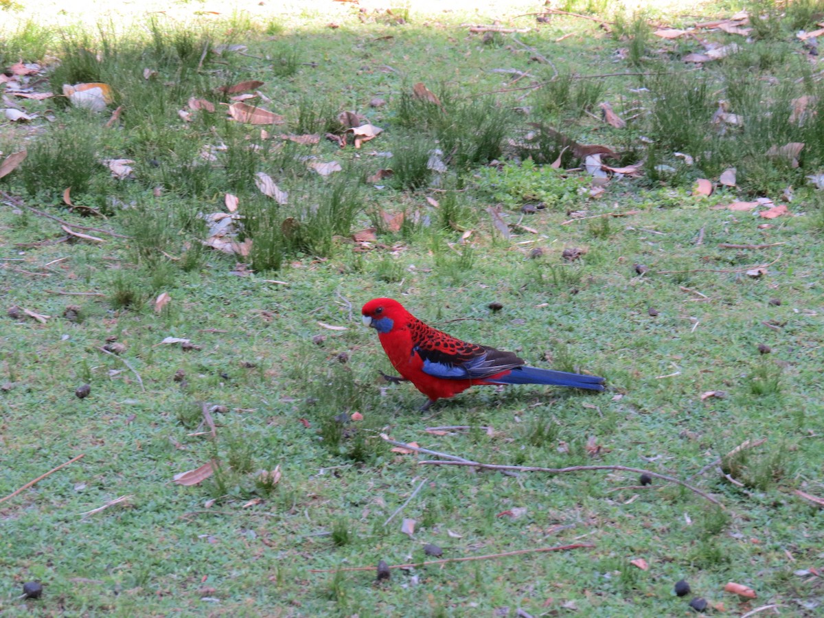 Crimson Rosella - ML616320947