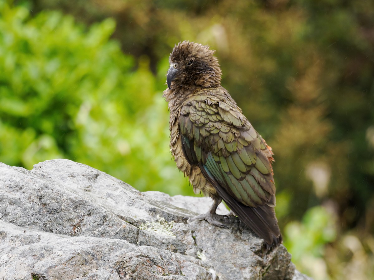 kea - ML616321094