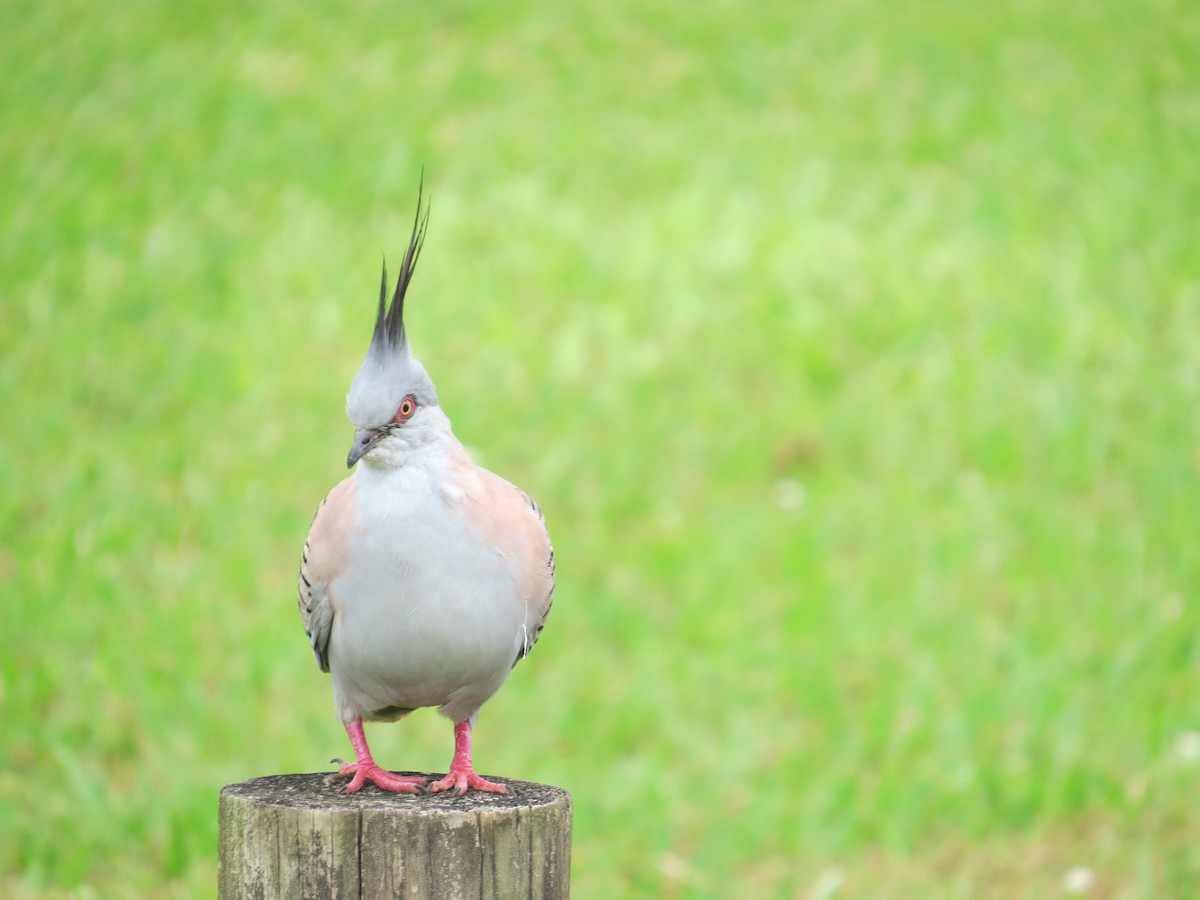 Crested Pigeon - ML616321161