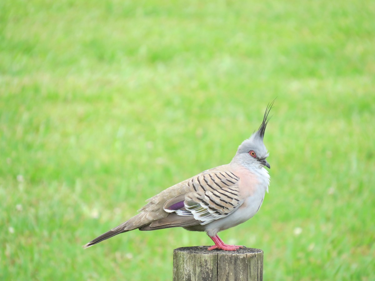 Crested Pigeon - ML616321180
