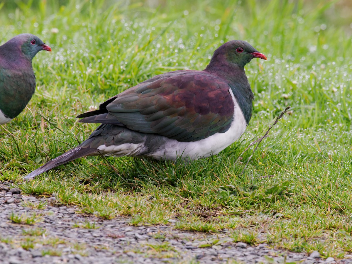 New Zealand Pigeon - ML616321194