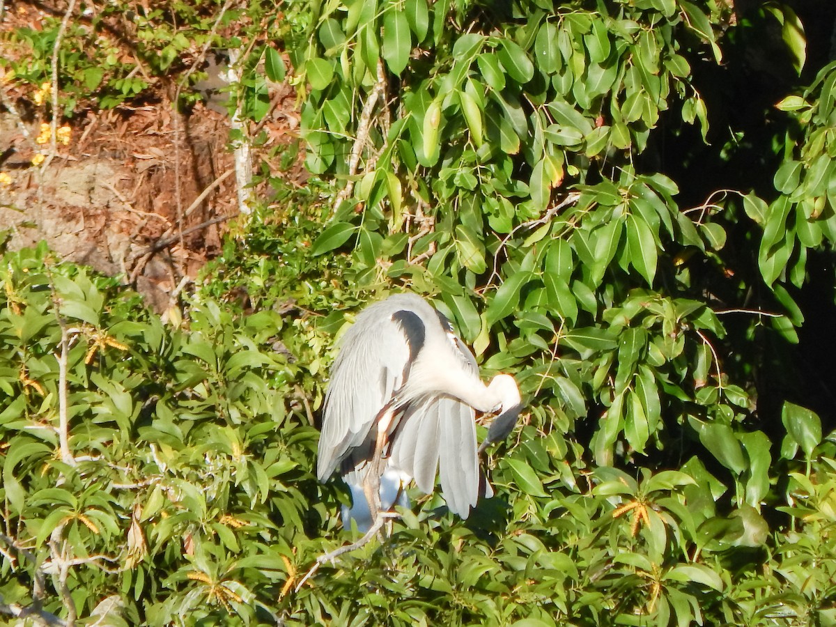 Cocoi Heron - Francisco Valdevino Bezerra Neto