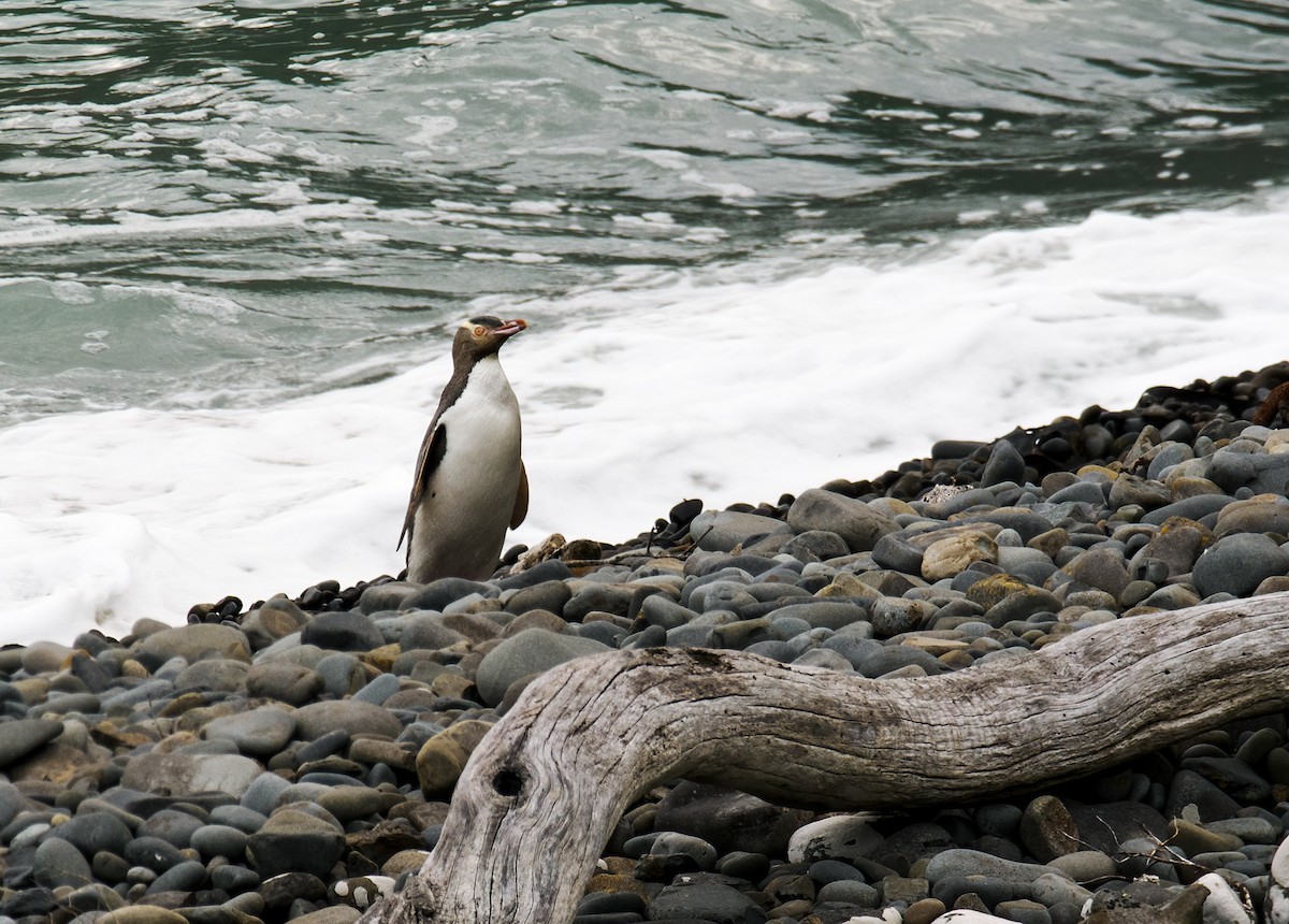 Yellow-eyed Penguin - ML616321272