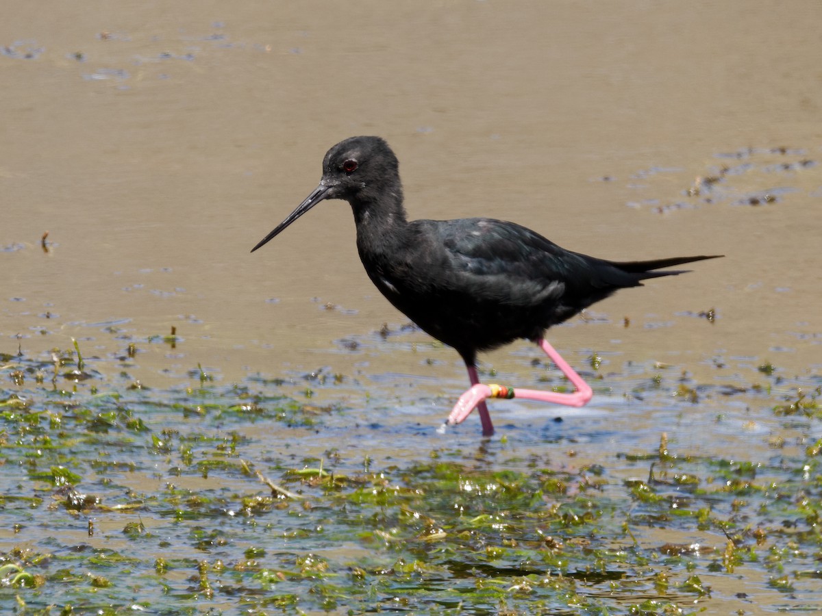 Black Stilt - ML616321291