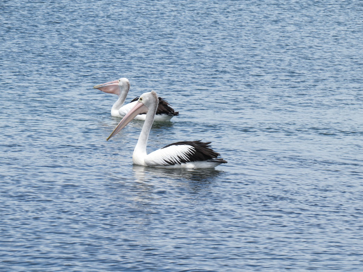 pelikán australský - ML616321309