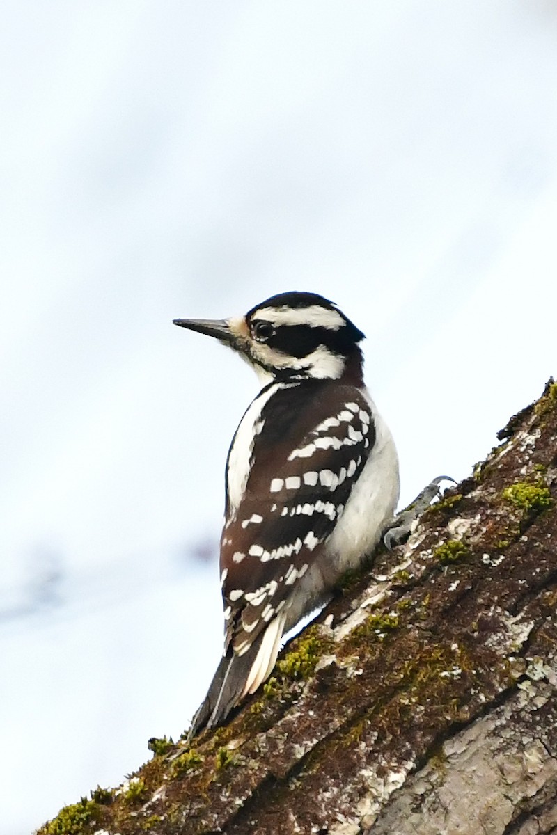 Hairy Woodpecker - Cristine Van Dyke