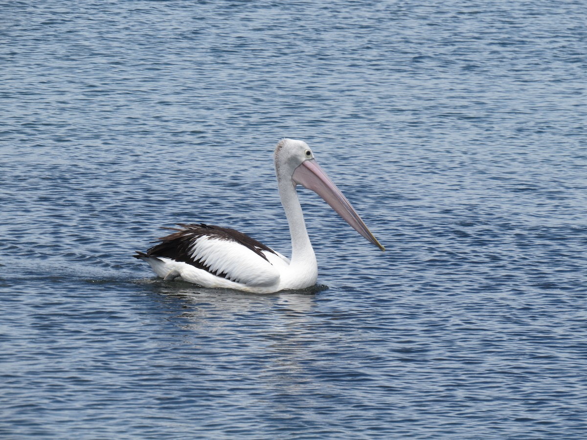 pelikán australský - ML616321321