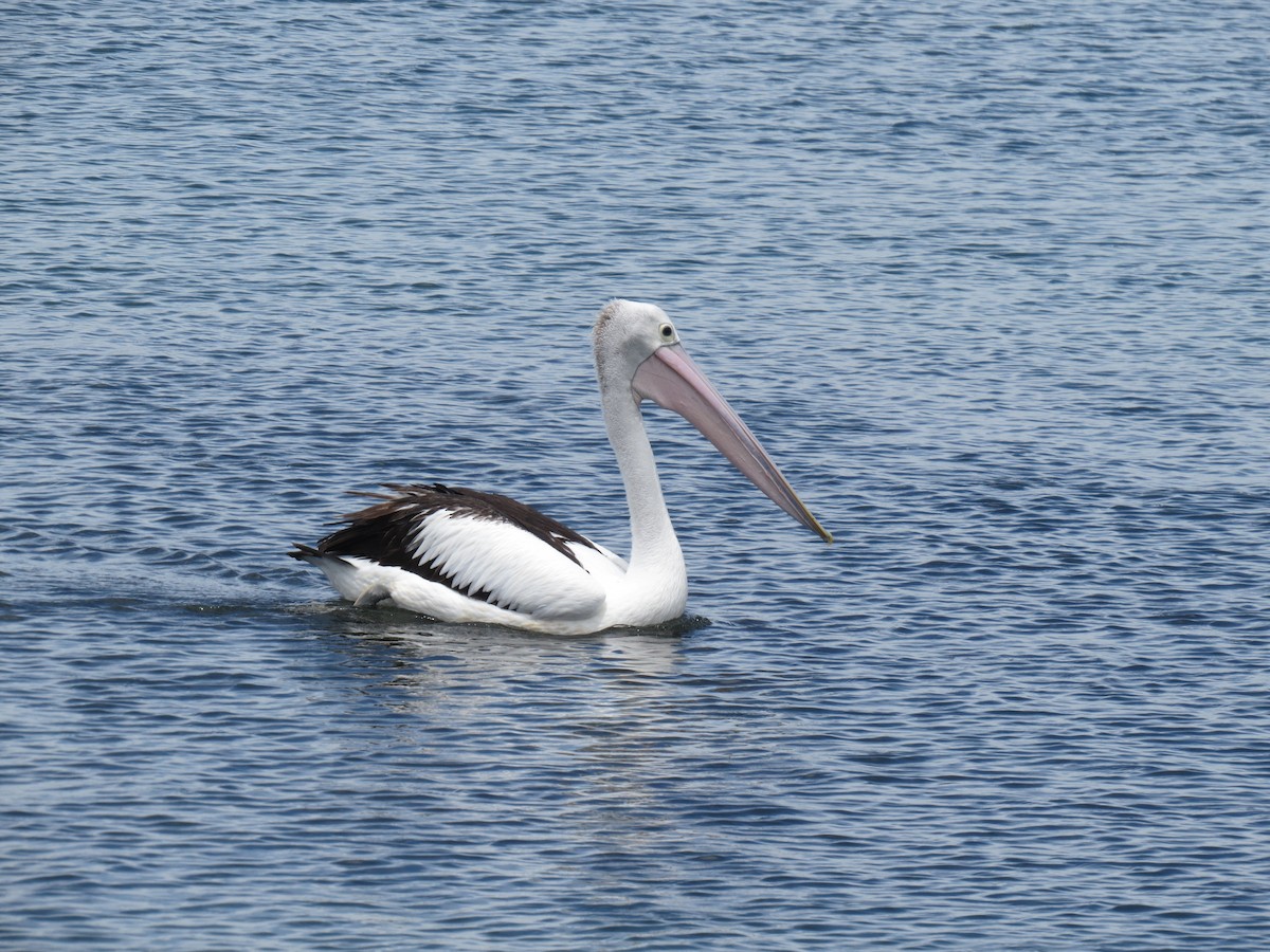 Australian Pelican - ML616321321