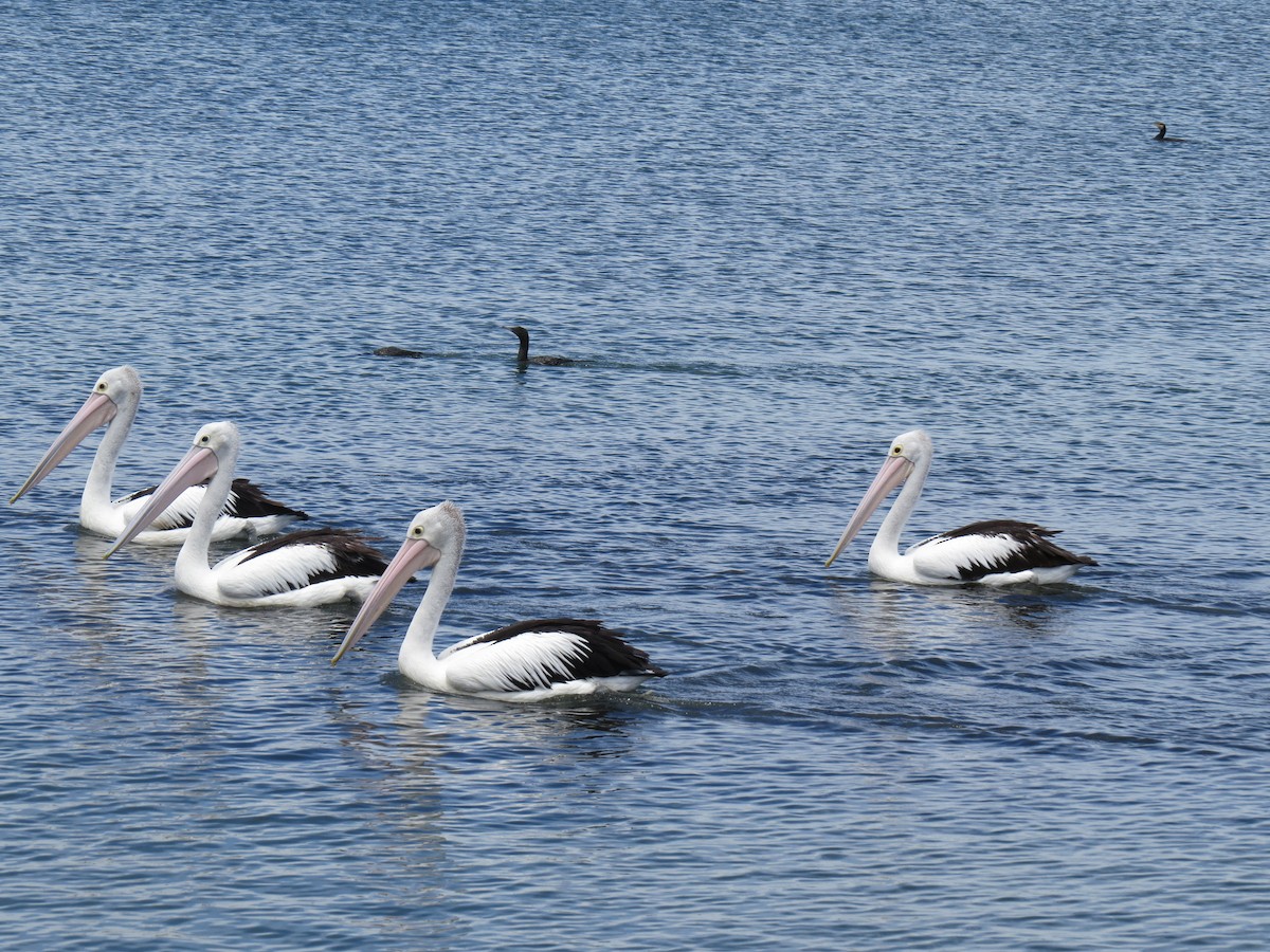 pelikán australský - ML616321322