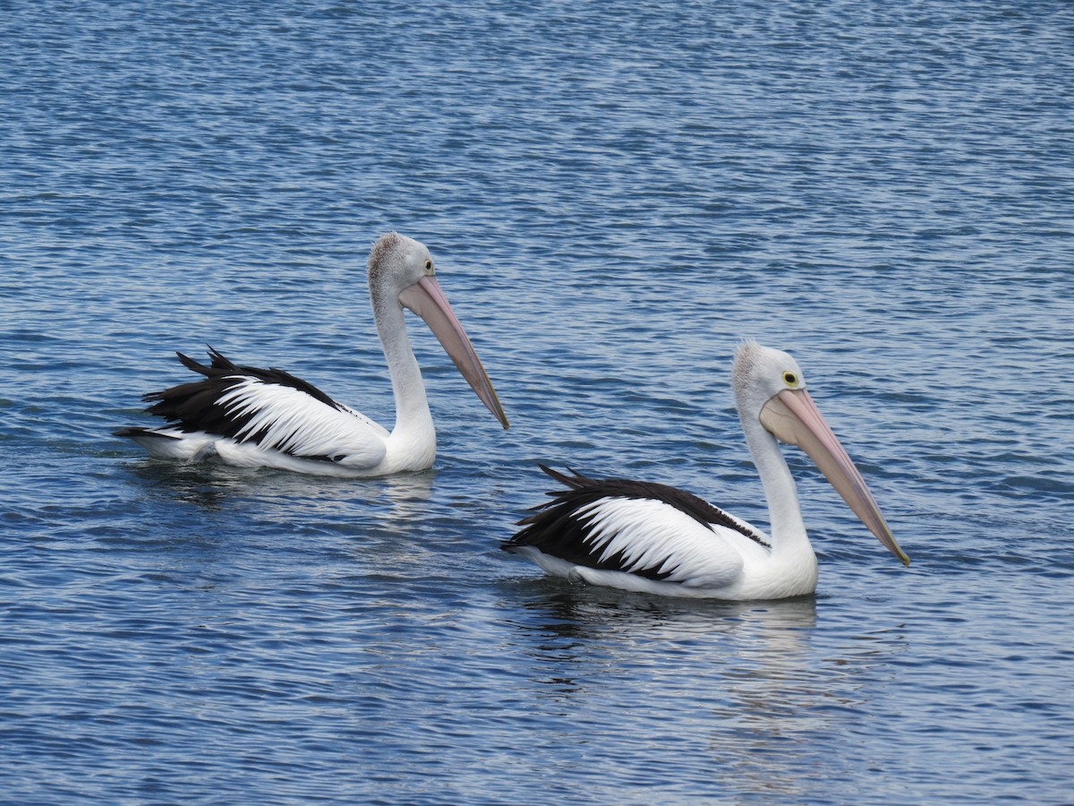 Australian Pelican - Mick Mellor