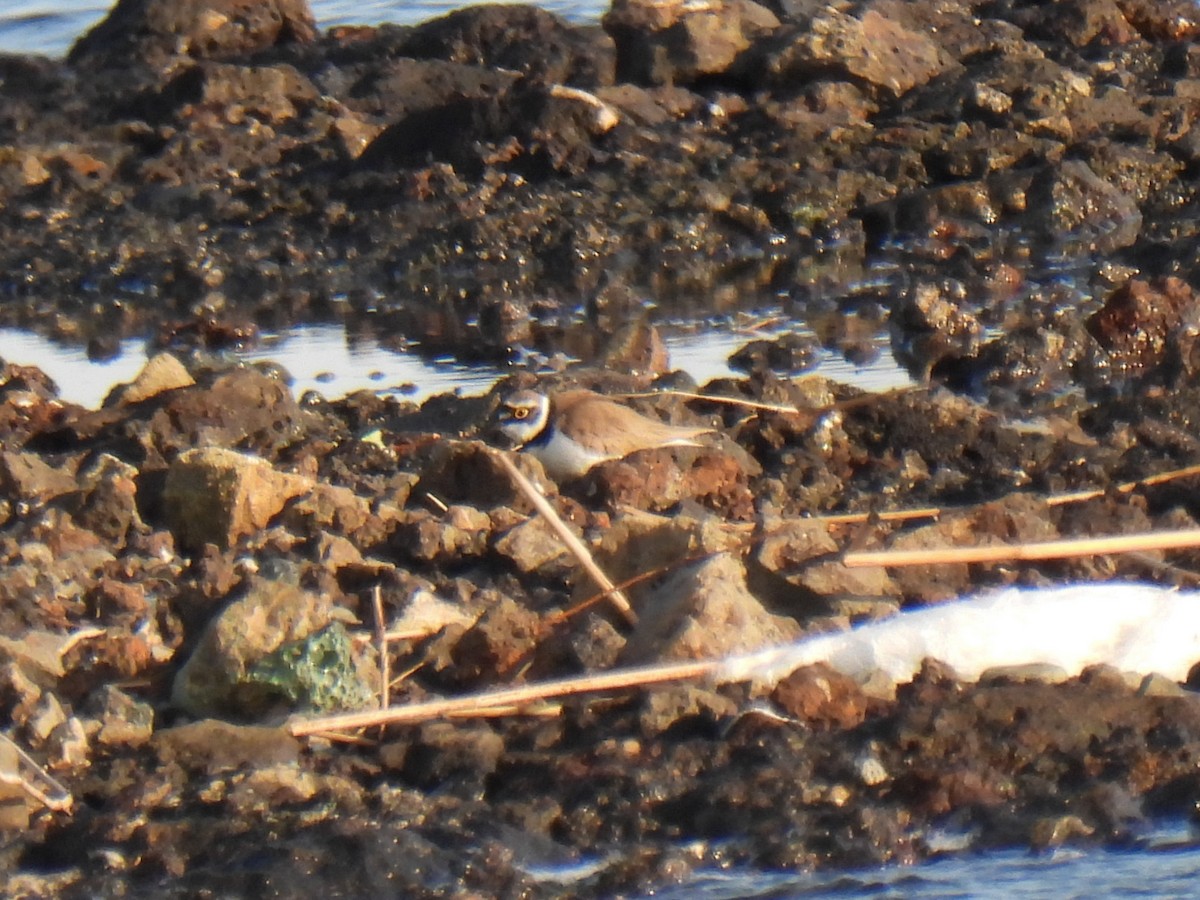 Little Ringed Plover - ML616321336