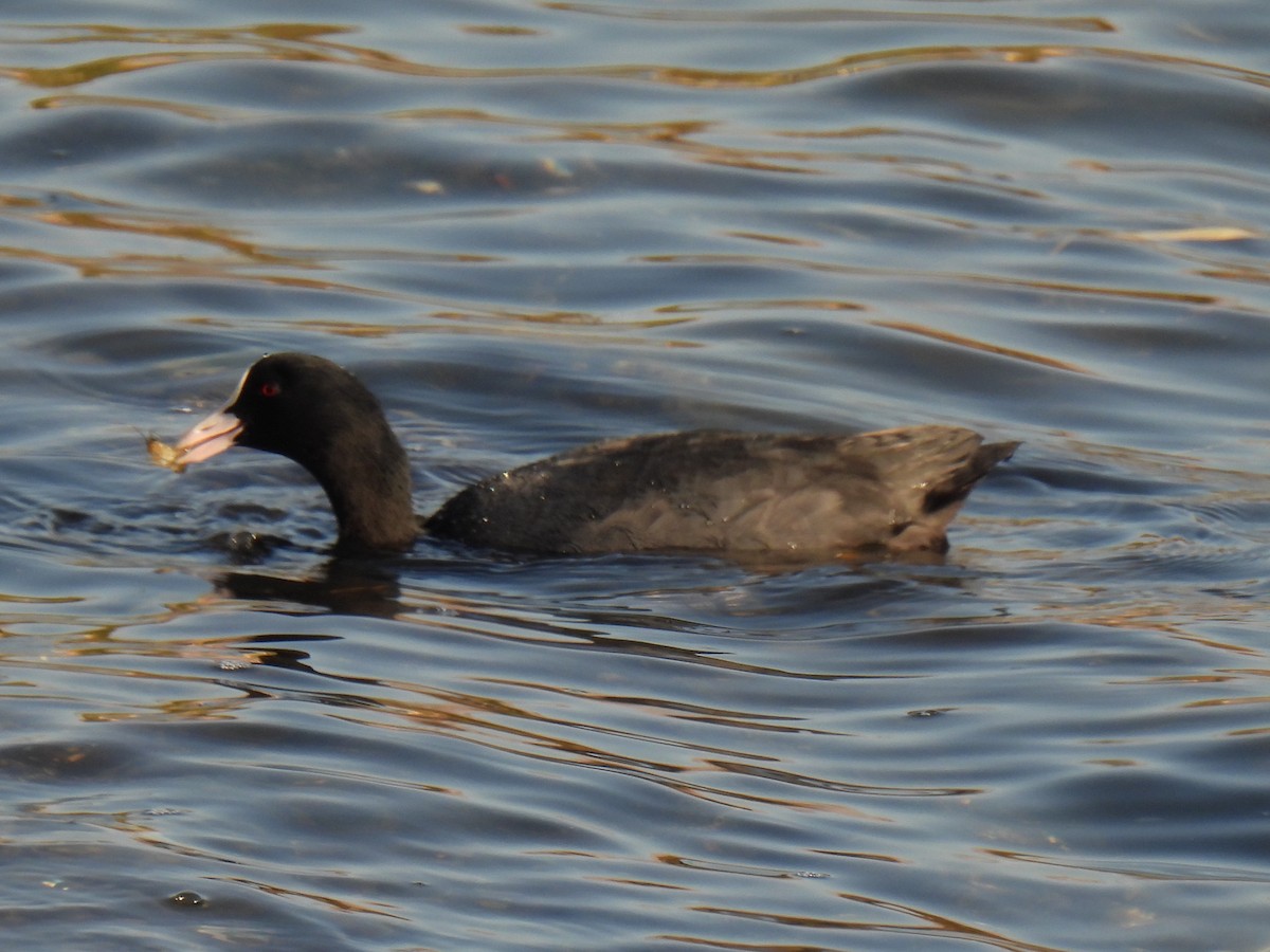 Eurasian Coot - ML616321344