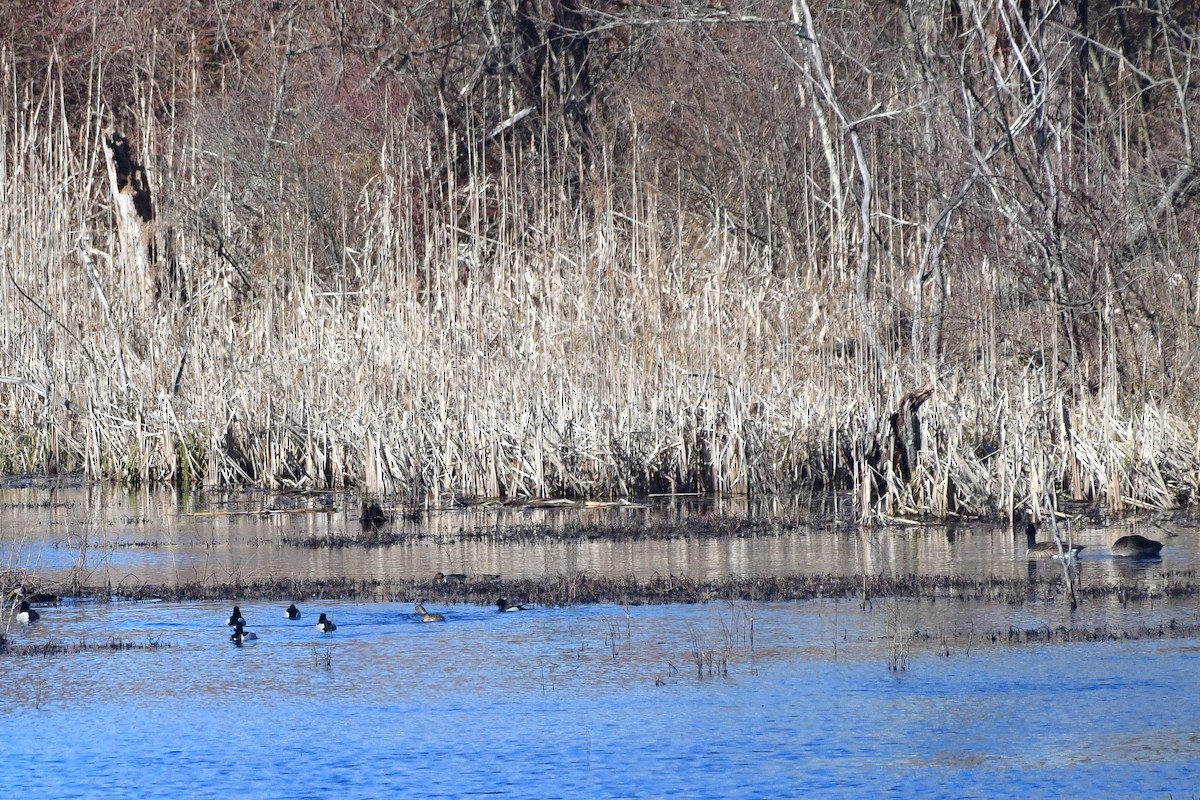 Ring-necked Duck - ML616321373