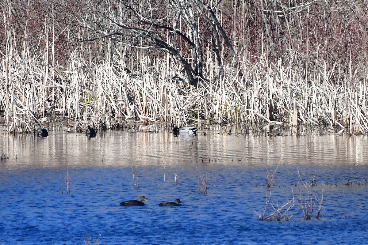 American Black Duck - ML616321381