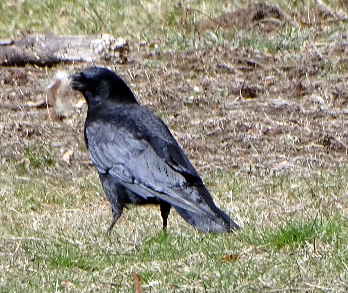 American Crow - judith morsink