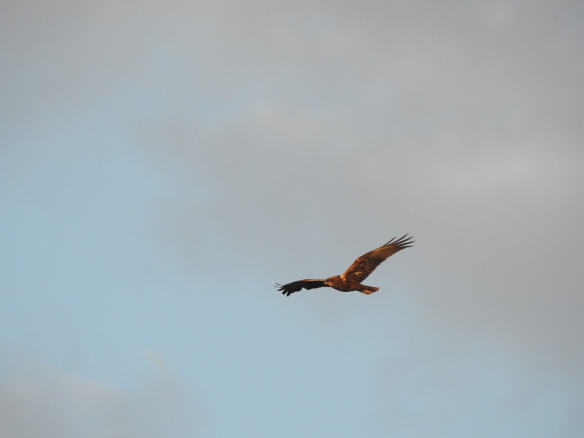 Western Marsh Harrier - ML616321497