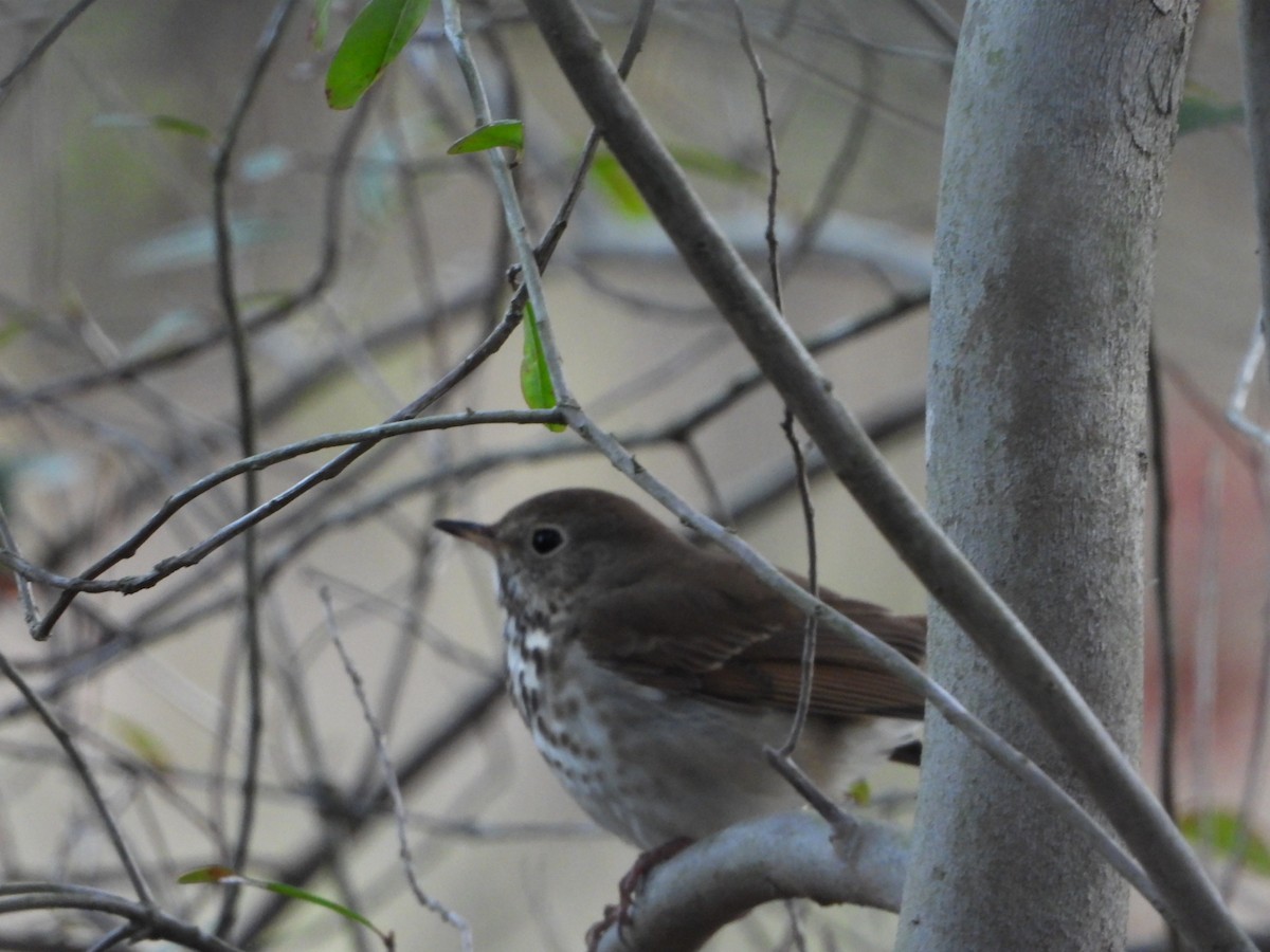 Hermit Thrush - ML616321503