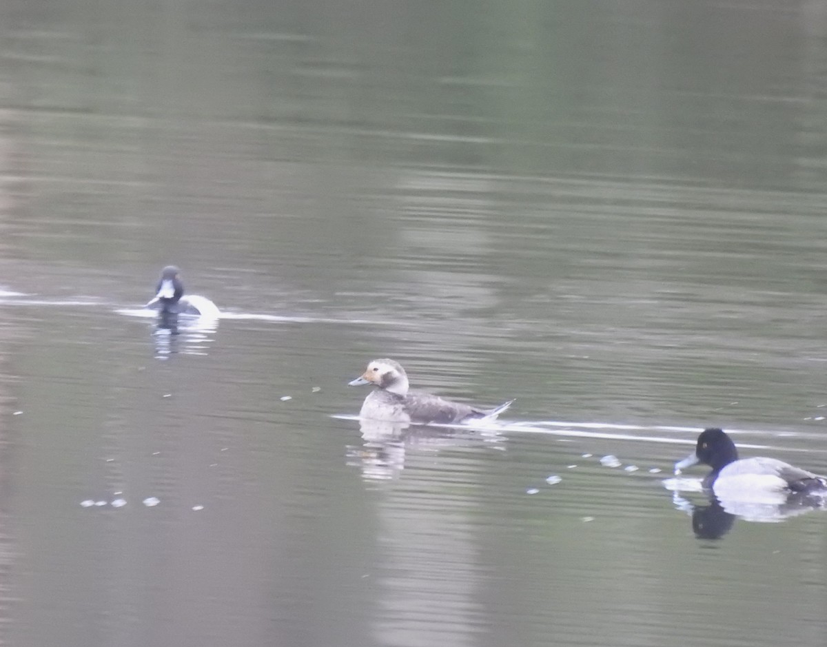 Long-tailed Duck - ML616321504