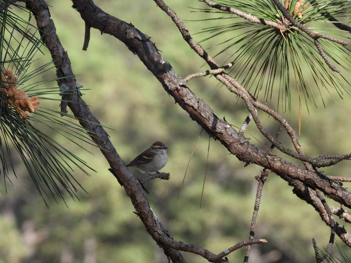 Chipping Sparrow - ML616321558