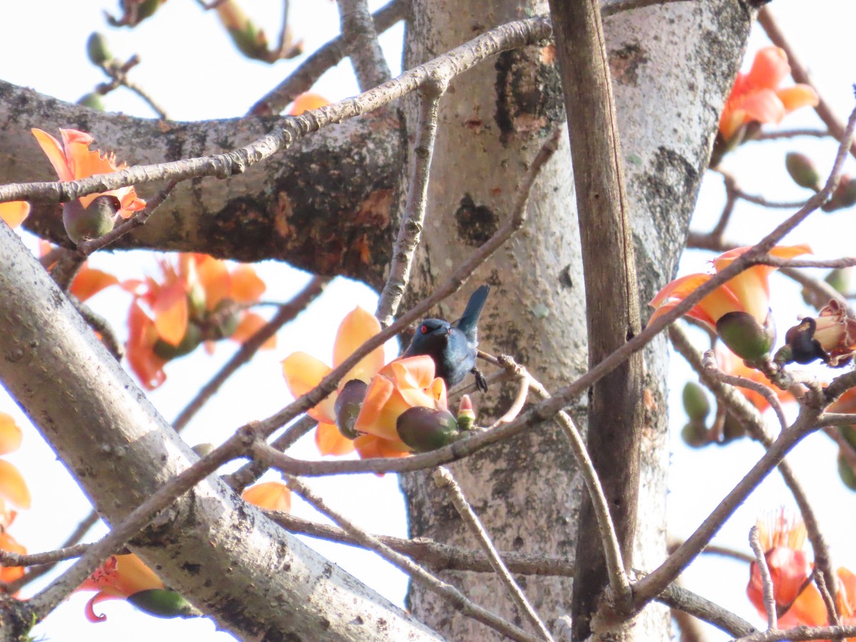 Asian Glossy Starling - ML616321560