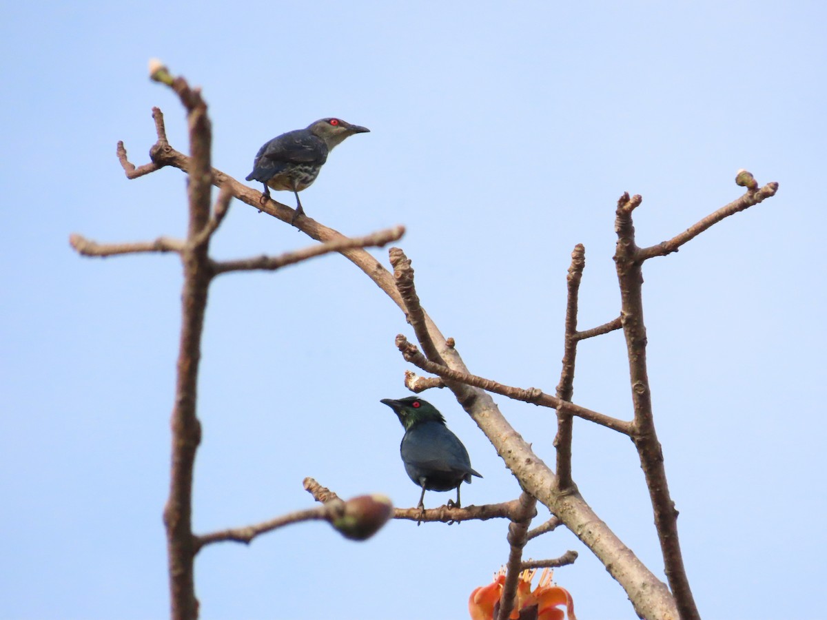 Asian Glossy Starling - ML616321561