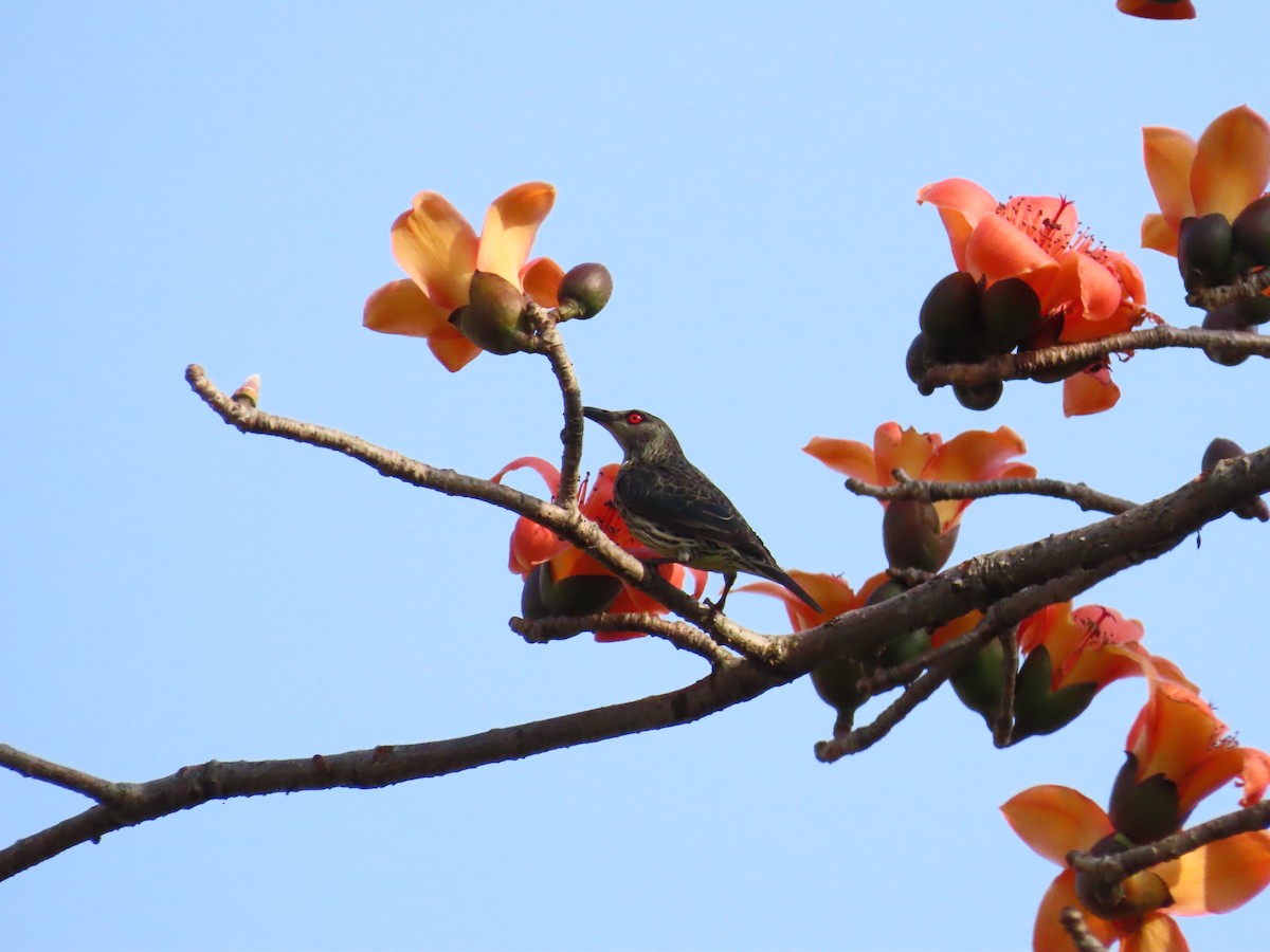 Asian Glossy Starling - ML616321562