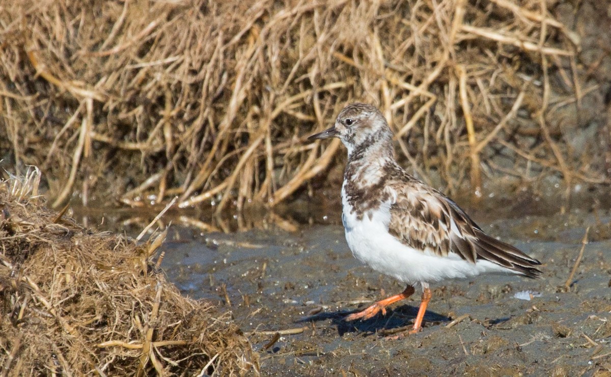 Ruddy Turnstone - ML616321567