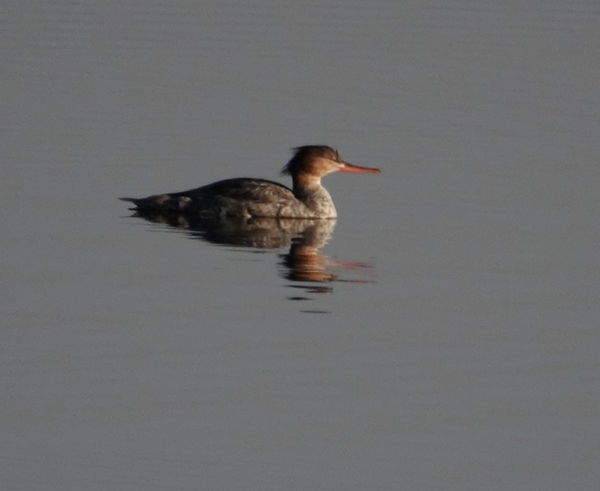 Red-breasted Merganser - ML616321575