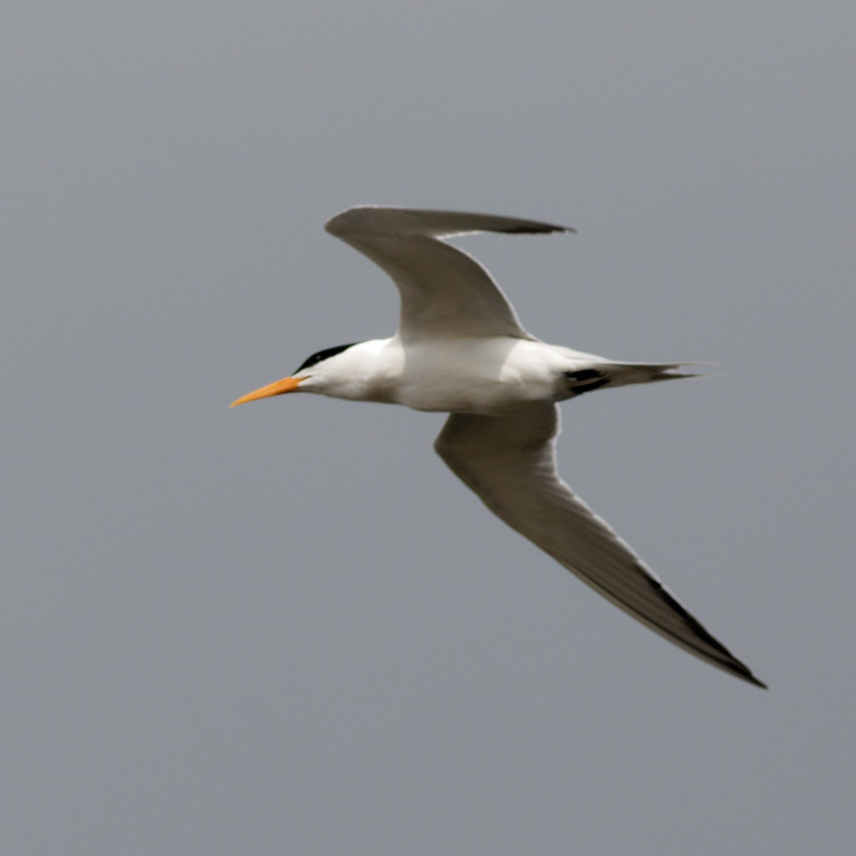 Lesser Crested Tern - ML616321582