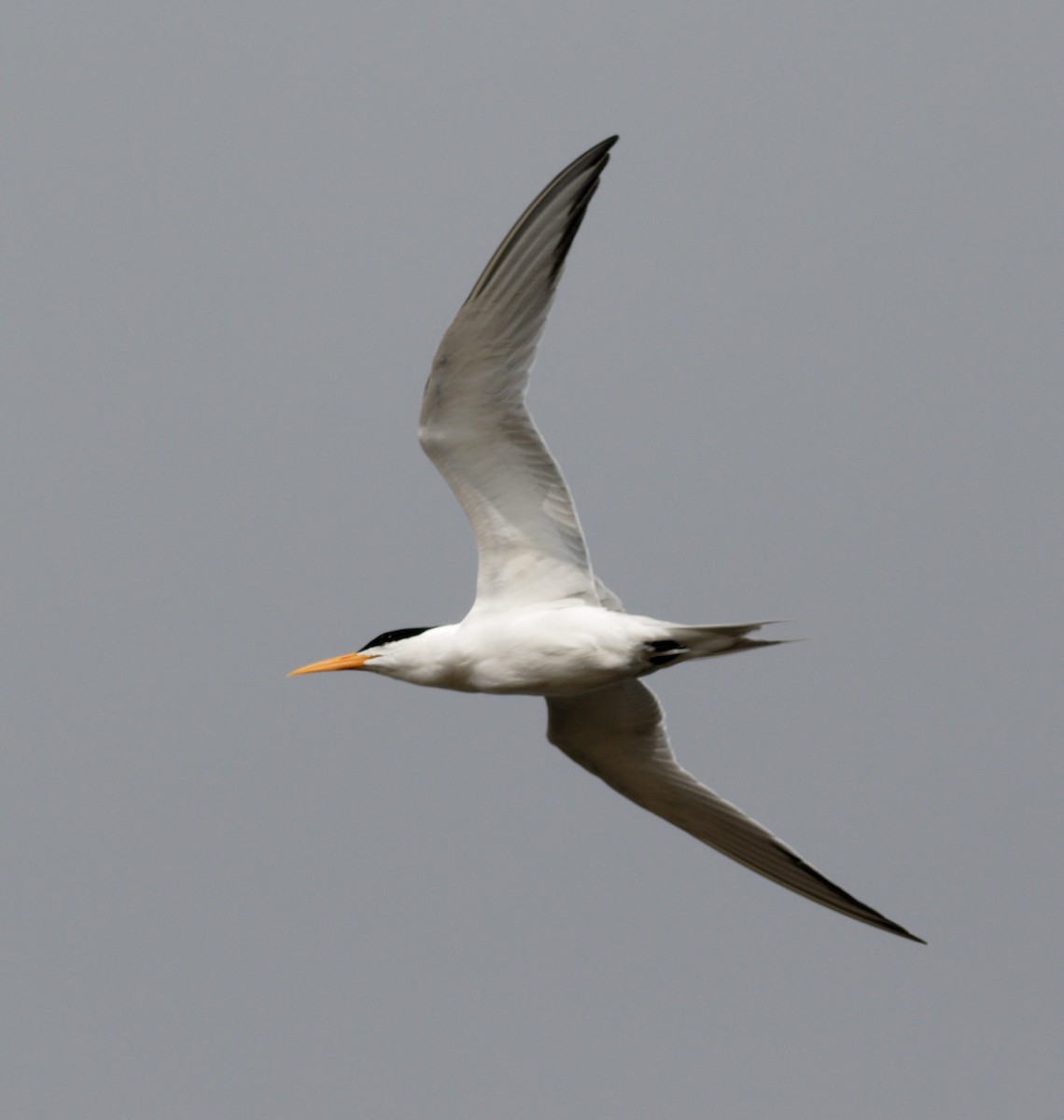 Lesser Crested Tern - ML616321583