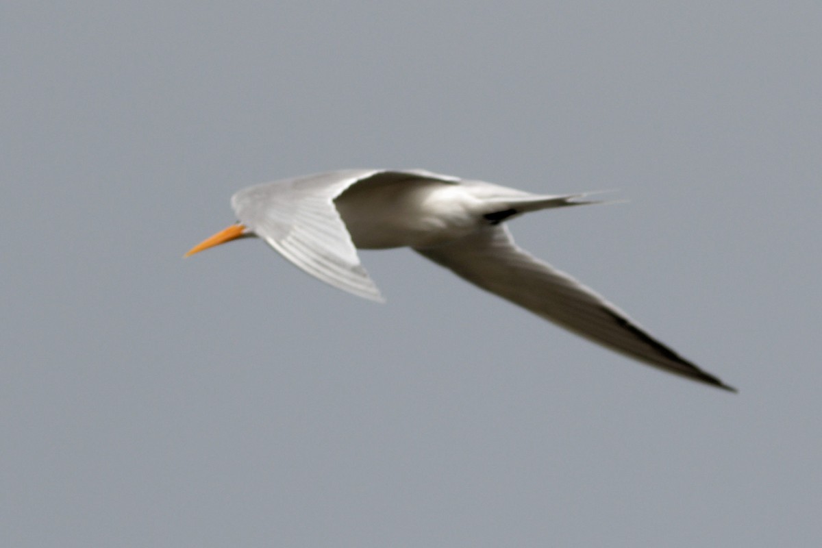 Lesser Crested Tern - ML616321584