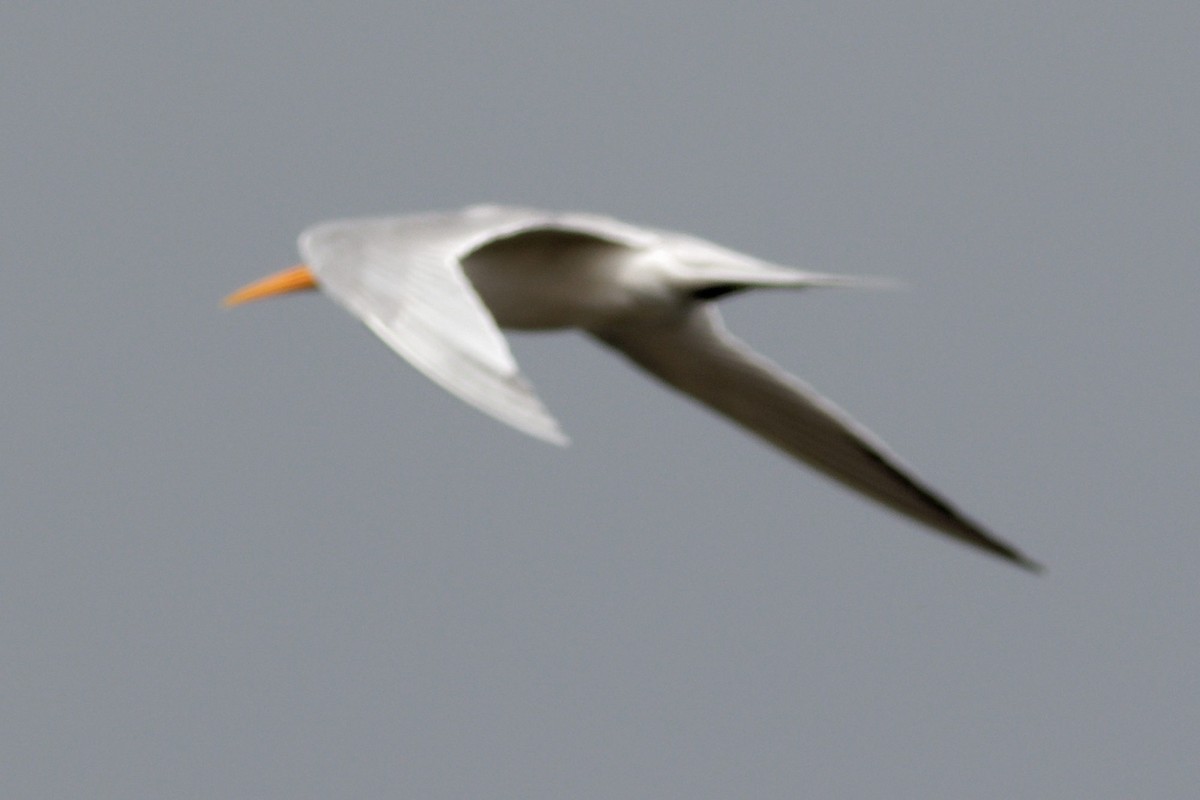 Lesser Crested Tern - ML616321585