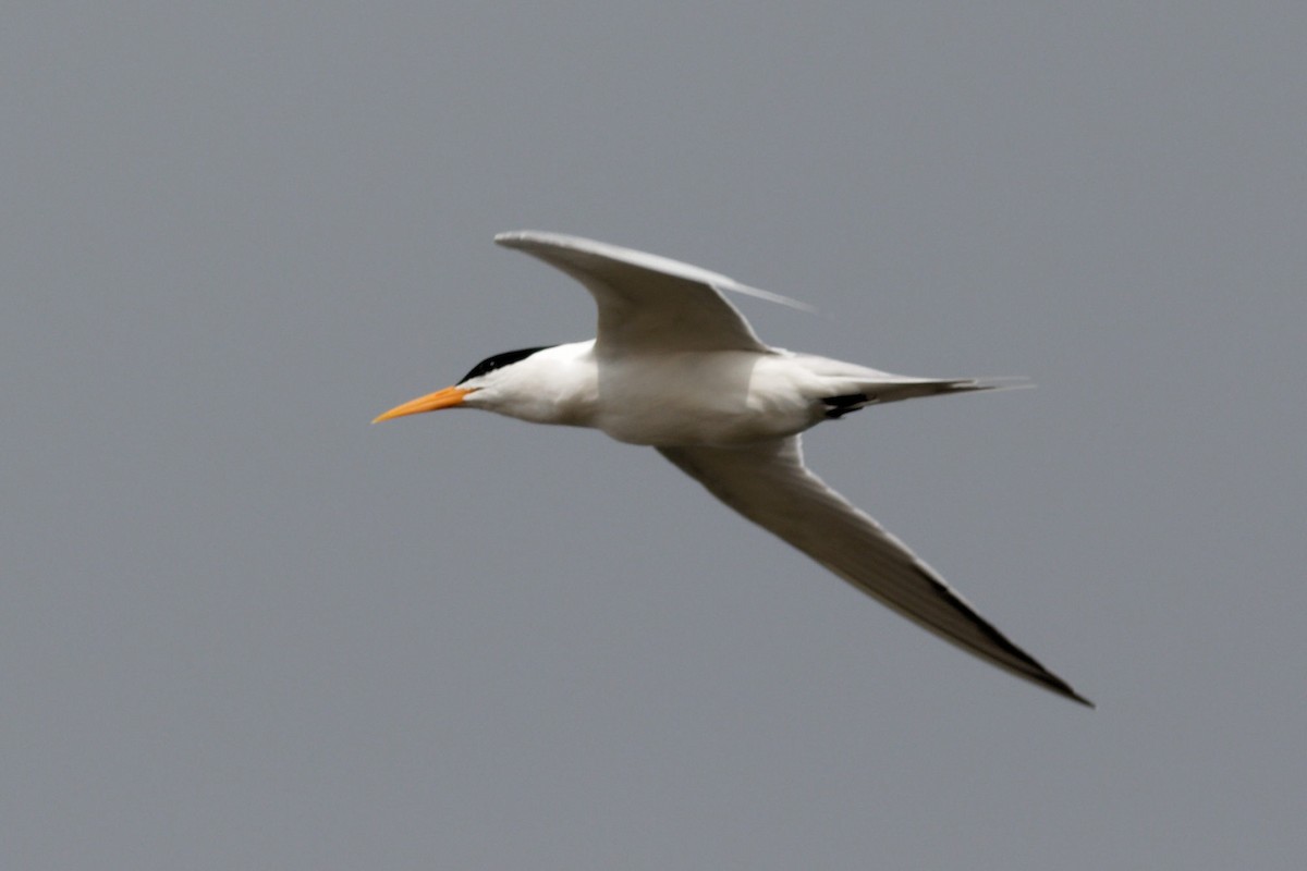 Lesser Crested Tern - ML616321586